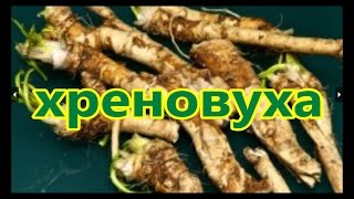 хреновуха