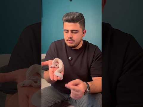 درآمد عجیب و غریب پرورش مار مار خزندگان خزنده