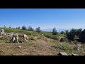 Pro všechny, kteří milují přírodu, ale nemohli jít s námi 🌲⛰️. Přechod hor Vitosha Bulharsko.