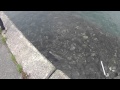 釣り　増毛　ロックフィッシュ　その２
