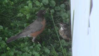 Mommy Robin Feeds Baby