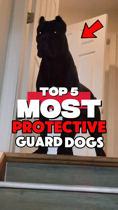 Download lagu 5 MOST strongest DOGS