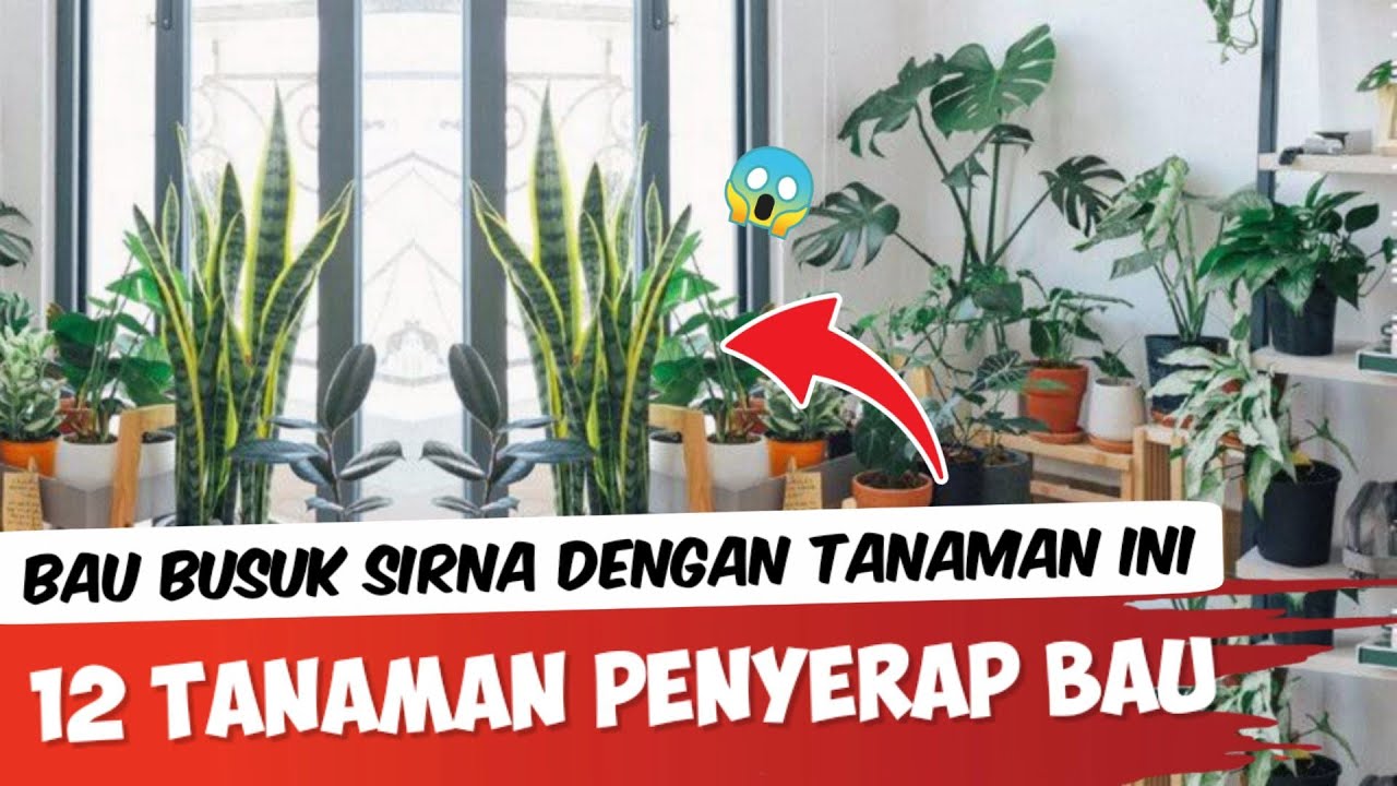 Penting Inilah 12 Jenis Tanaman Hias Penyerap Bau Busuk Dirumah Youtube