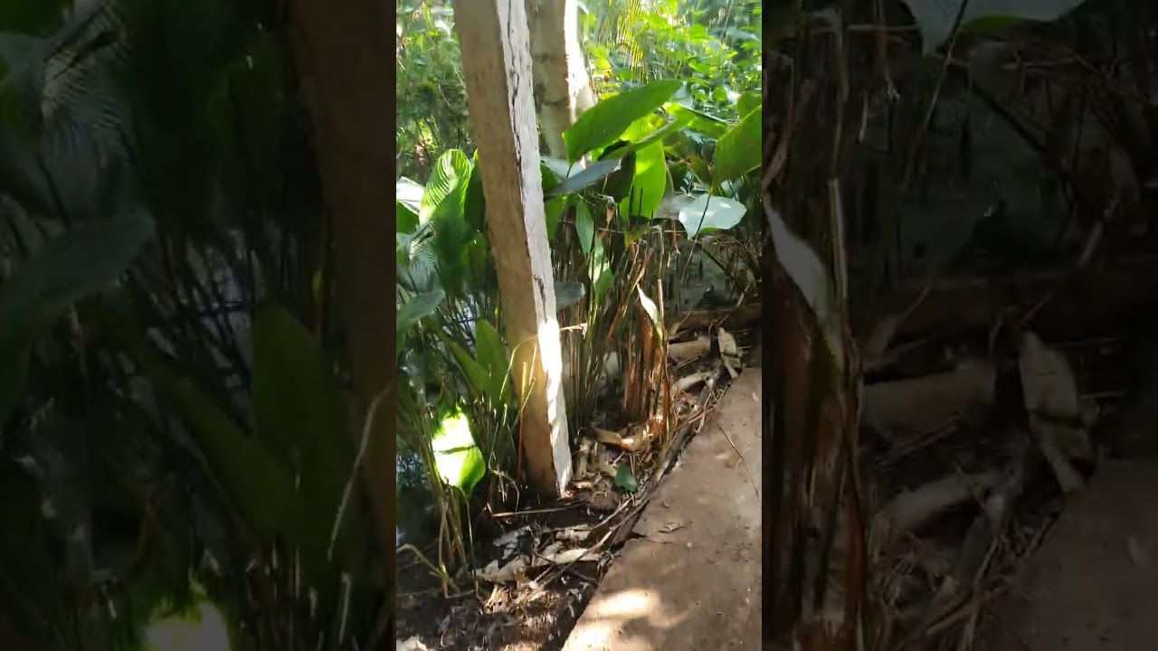 trai chim bô câu minh dũng 0908991909