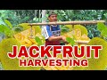 JACKFRUIT HARVESTING (NAKAGAT NG PUTAKTE!) | Biyaherong Batangueno