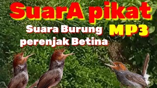 MASTERAN NONSTOP SUARA PIKAT BURUNG PRENJAK BETINA TANPA IKLAN