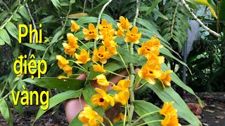 hoa lan rừng trên bản /vẻ đẹp của loài hoàng thảo phi điệp vàng đang nở hoa