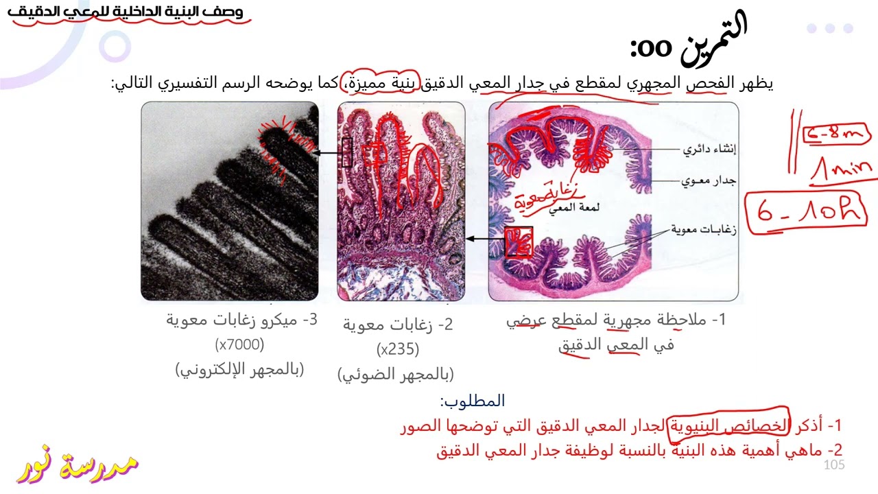 تمرين حول وصف البنية الداخلية للمعي الدقيق علوم طبيعية سنة 04 متوسط