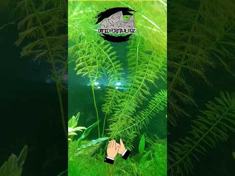 Video: Cultivo de Hornwort en estanques: información y cuidado de la coontail de Hornwort