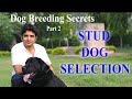 Stud dog selection for breeding improvement | labrador show quality dog | how to select stud dog