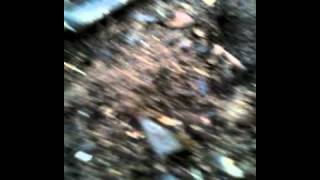 SG #38 Mr. Paka420 2nd Potato Harvest-Yukon small variety