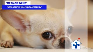 Прямой эфир с ортопедом. Вопрос ветеринарному ортопеду.КВЦ24, Крым.