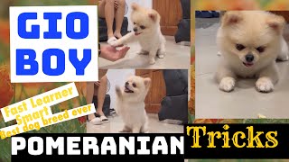 TRICKS SAMPLE POMERANIAN | SMART DOG