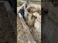 Hardworking Farmer Clears Debris From Irrigation Ditch For Crops