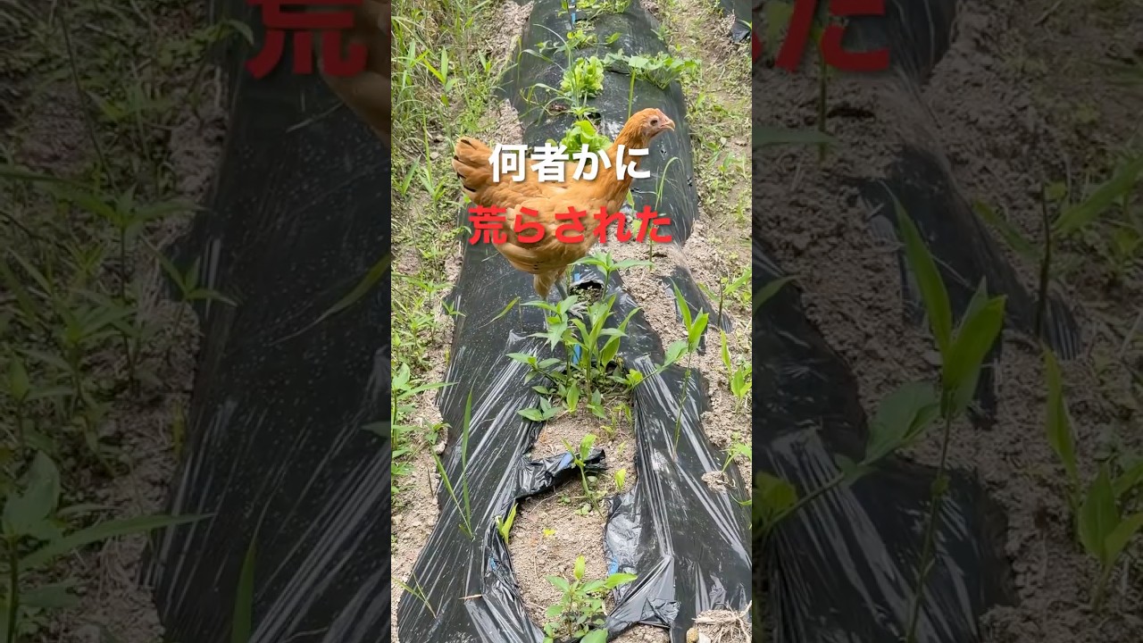 無職の畑、荒らされる。