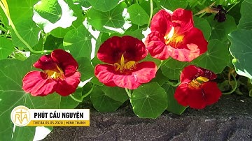 Phút Cầu Nguyện, Thứ Ba 05/05/2020: Người Trẻ Đáp Lại Lời Mời Gọi Làm Tông Đồ