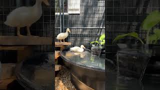 Duck and Chicken Enclosure
