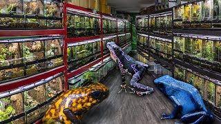 HUGE DART FROG ROOM TOUR JANUARY 2023!! Dart frogs, toads and more!