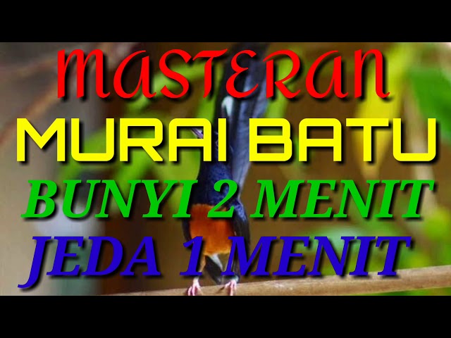 MASTERAN BURUNG MURAI BATU GACOR  BUNYI 2 MENIT JEDA 1 MENIT class=