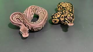 Leopard Ball Python brothers fresh paint job!