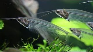 Стеклянный сом с острова Ява, Kryptopterus bicirrhis, аквариумные рыбки сомики Стеклянный сом с острова Ява, Kryptopterus bicirrhis, аквариумные рыбки сомики