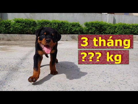 Chó con Rottweiler 3 tháng nặng bao nhiêu?