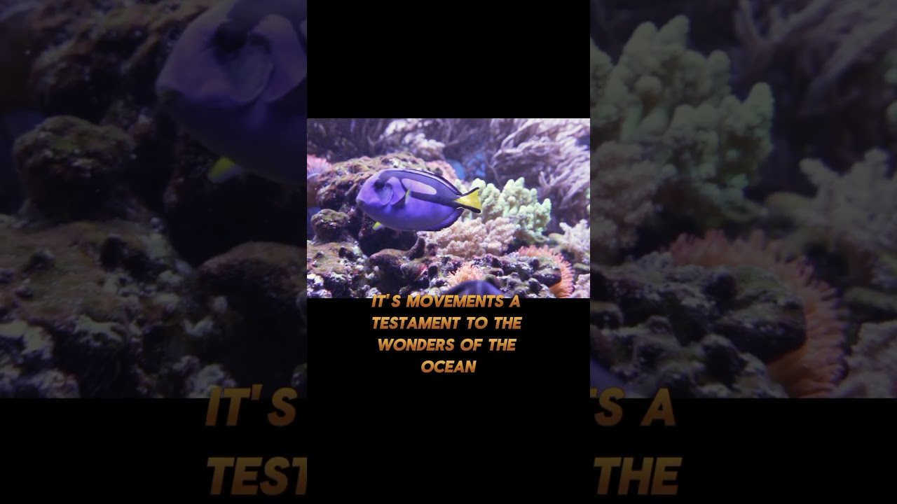 exquisite slow motion footage royal blue tang fish in saltwater aquarium