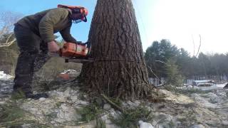 GoPro in Action,Giant White Pine. by charles toth 673 views 10 years ago 1 minute, 44 seconds