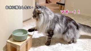 猫じゃらしを咥えて興奮気味にマオマオ鳴き続ける猫【大きい猫 メインクーン】