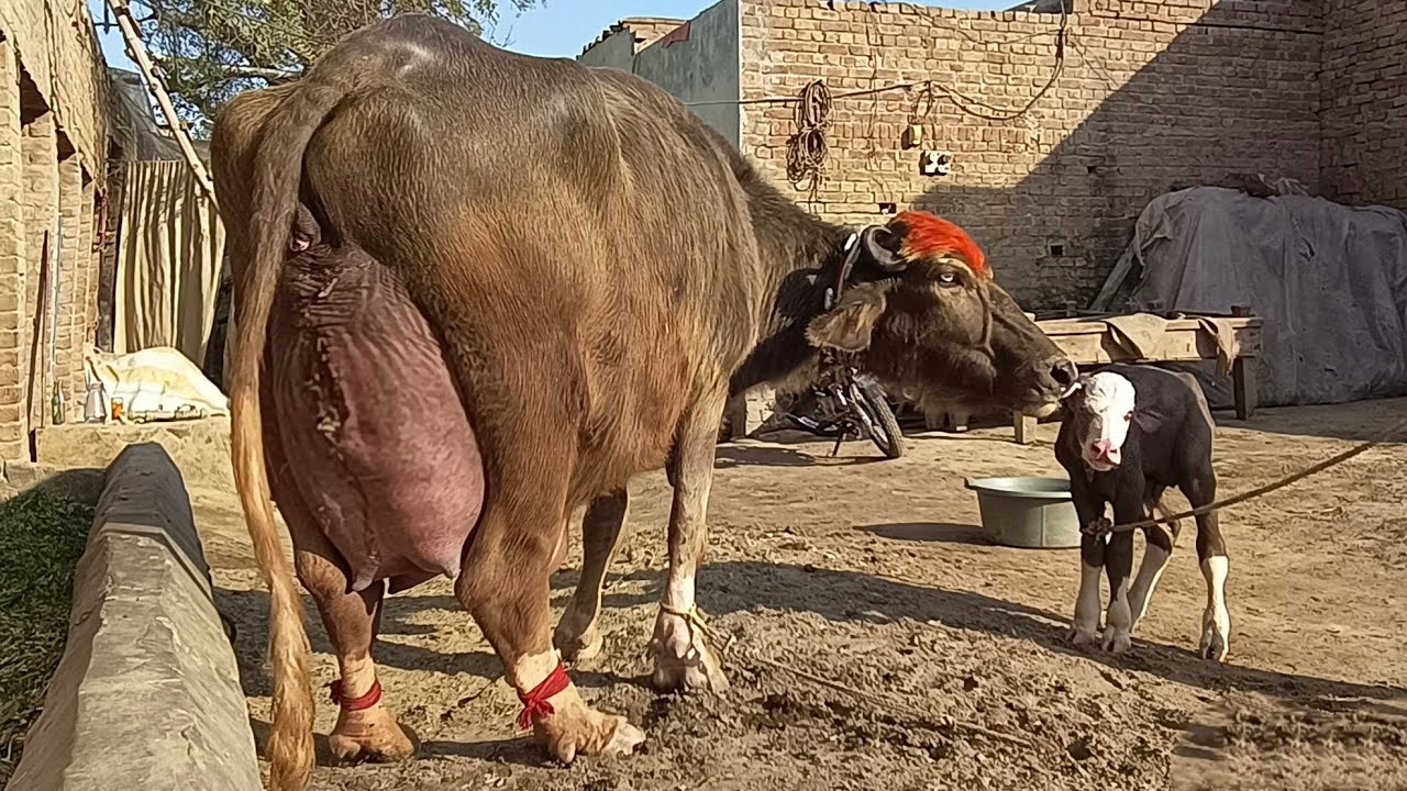 World beautiful Nili Buffalo's for sale in Punjab Pakistan on YouTube 14 February 2026
