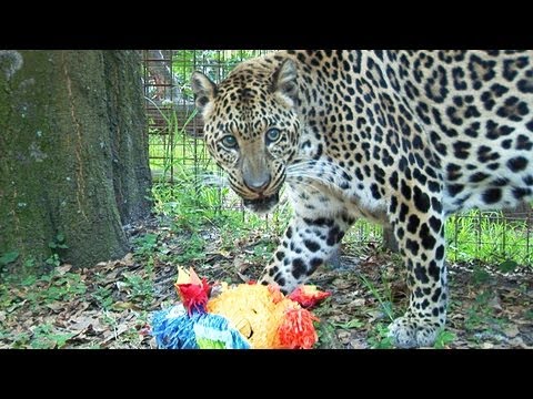 Leopard VS Piñata!