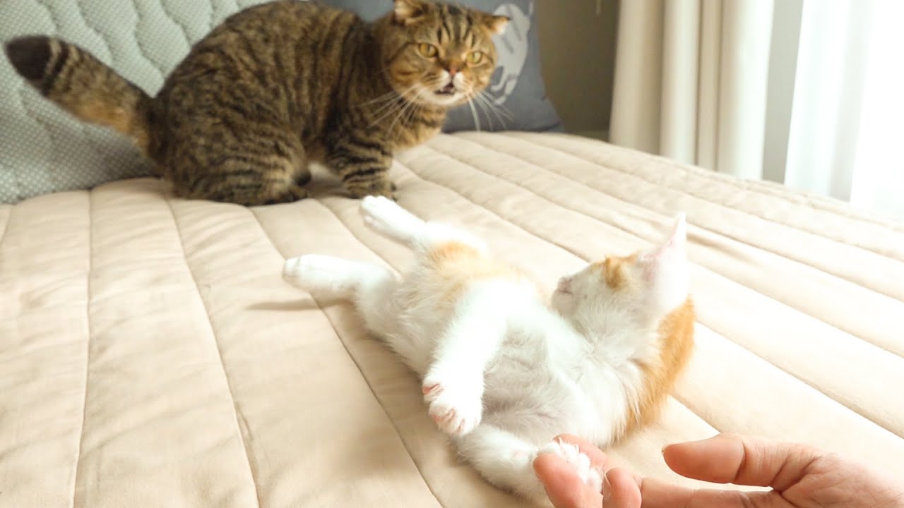 루루 vs 아기 고양이