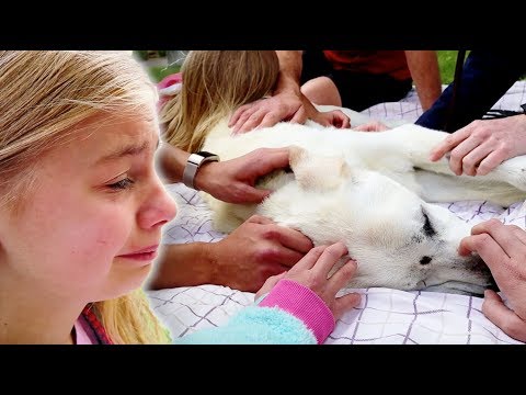 Video: Aplinkos menas: japonų menininko Hiroshi Senju krioklių vaizdai