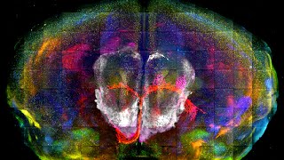 Unlocking the future of Neuroscience
