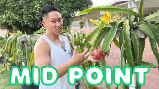 My Midseason Dragon Valley Update! How The Dragon Fruits Are Doing. 2023