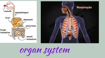 5th Std science   organ system