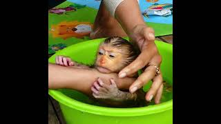 Extremely Scare !!Baby Monkey TORO Cry Seizure In Hand Mom Don't Want Take A Bath