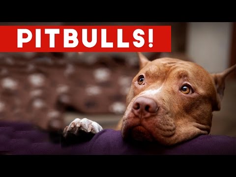 funny-pitbull-compilation-2017-|-best-funny-pitbull-videos-ever