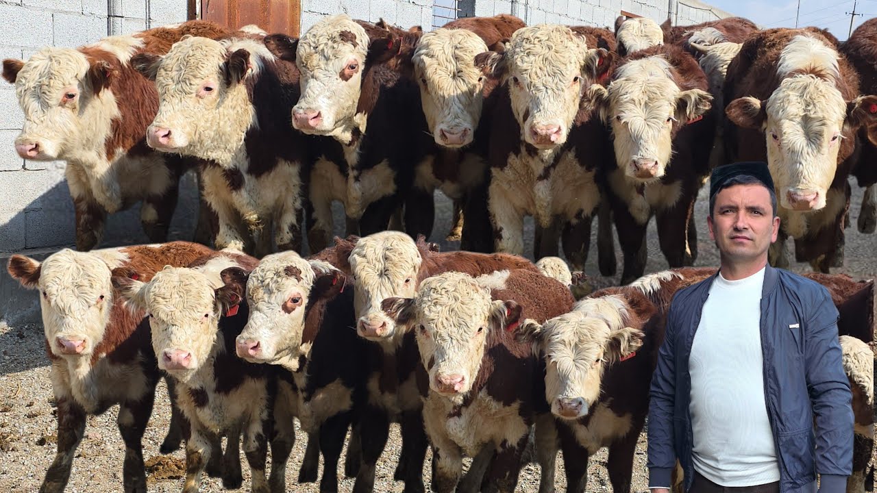 Tozza Pilminnoy Buqalar Puli Arzonlari Shahrixonlik Arzonchidan 27-fevral, 2026