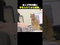 あくび中の猫にイタズラした結果