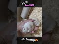 Fluffy Hamsters 😍🐹 | Hamsters Love Humans