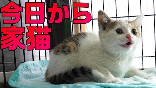 汚れて鉄工所をさまよっていたところを保護された子猫