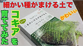 ホウキグサ コキアの発芽を観察する Youtube ホウキグサ コキアの発芽を観察する Youtube