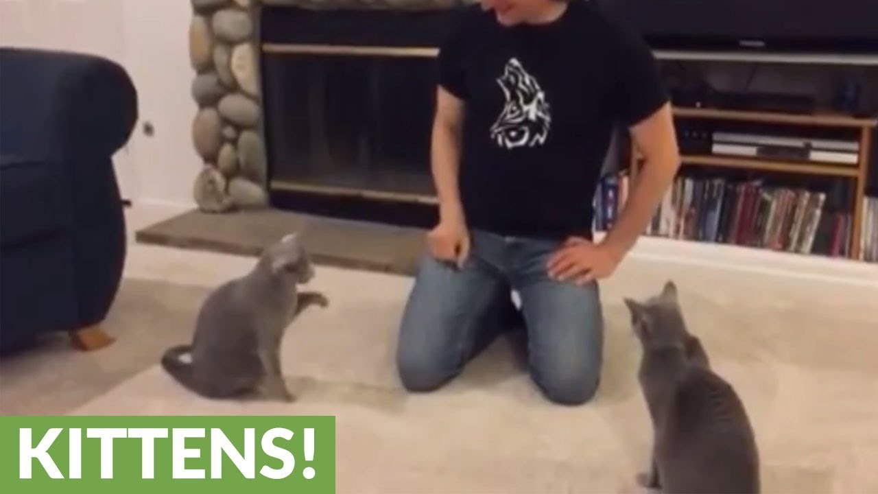 Talented cats show of array of tricks - YouTube
