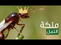 سبحان الله عجائب النمل 