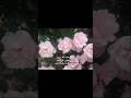 أسألكم بظهر الغيب دعوة صادقة تنير دربي وتيسر أمري، فدعوة أحدكم قد تفتح لي أبواب التوفيق.@YouTube
