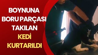 Boynuna Boru Parçasi Takilan Kedi̇ Kurtarildi