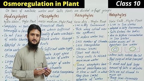 Osmoregulation in plants | Osmotic adjustment in plants, hydrophytes xerophytes mesophytes,Class 10