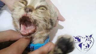 علاج قط مصاب بالكاليسي فايروس by pet's paradise veterinary clinic 91,040 views 4 years ago 2 minutes, 4 seconds