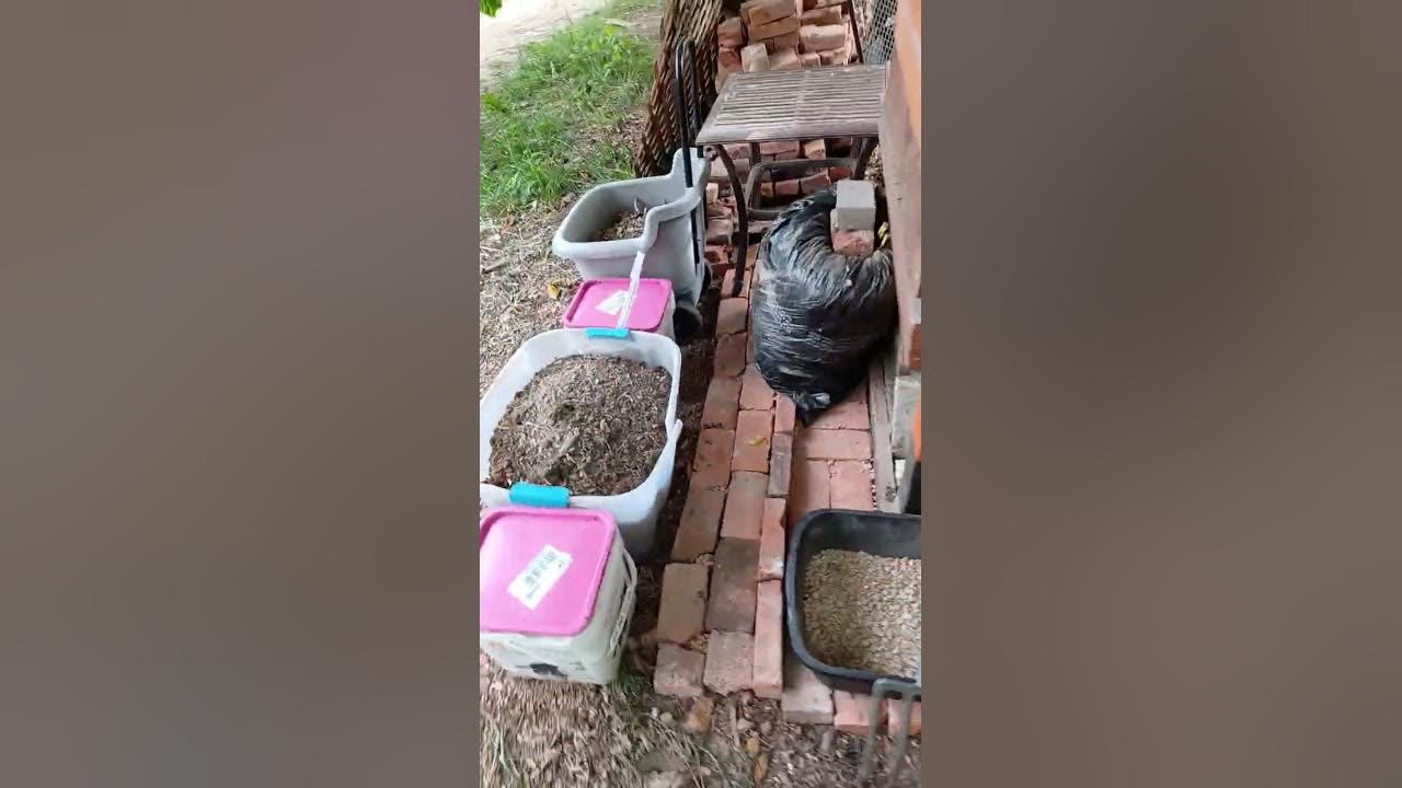 Urban homestead pest control part 2 YouTube